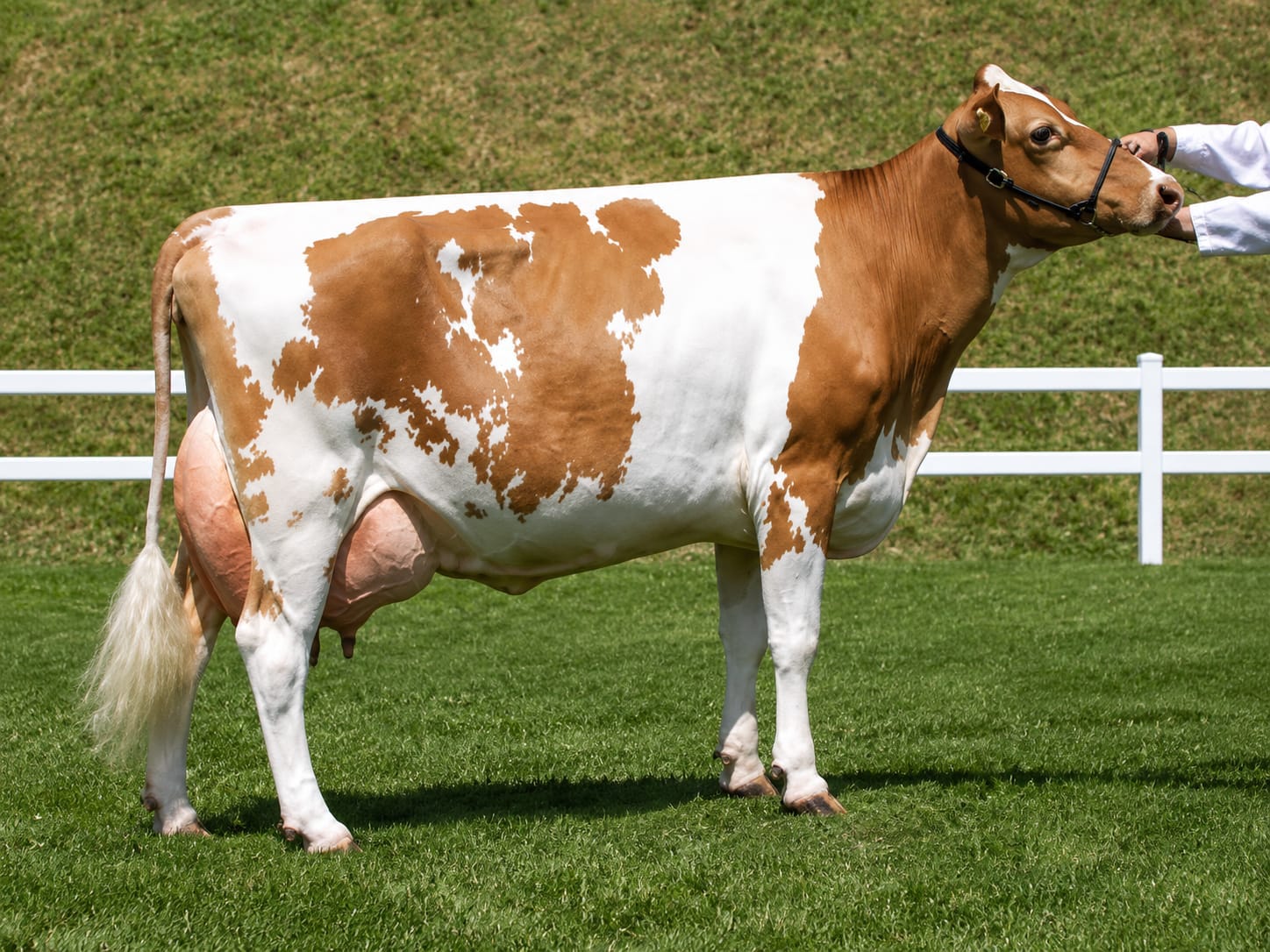 Ayrshire cow at Githaka Ranch