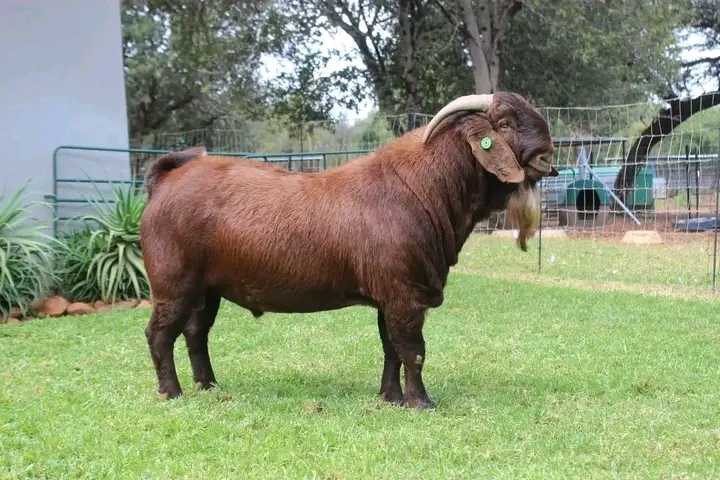 Boer Goats at Githaka Ranch