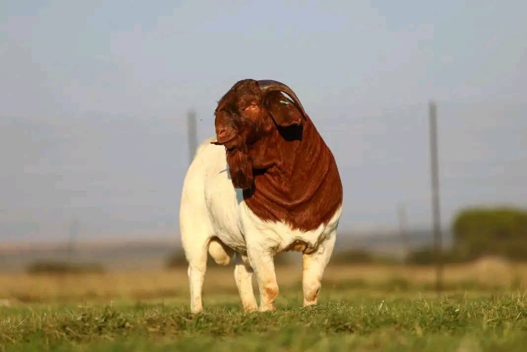 Boer Goats at Githaka Ranch