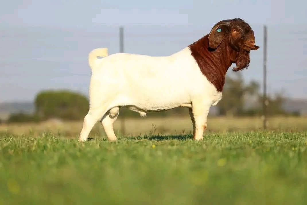 Boer goat buck at Githaka Ranch