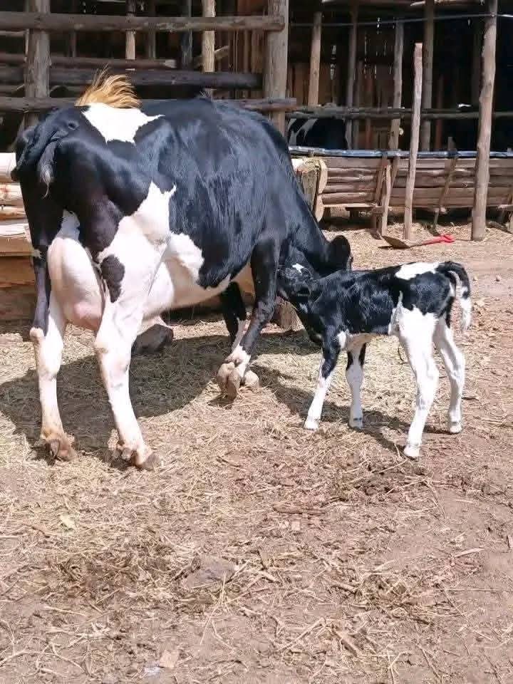 Dairy cow nursing calf at Githaka Ranch