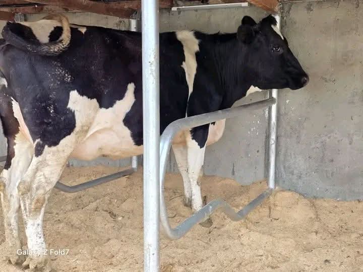 Dairy Cows at Githaka Ranch