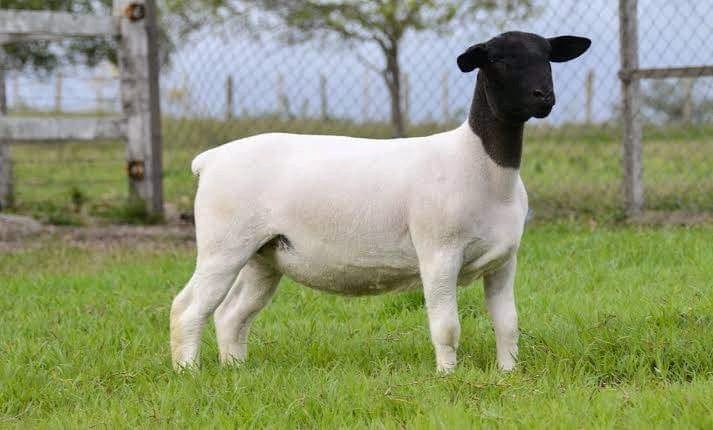 Doper sheep in the pasture at Githaka Ranch