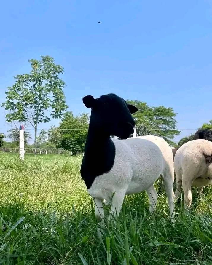 Doper Sheep at Githaka Ranch