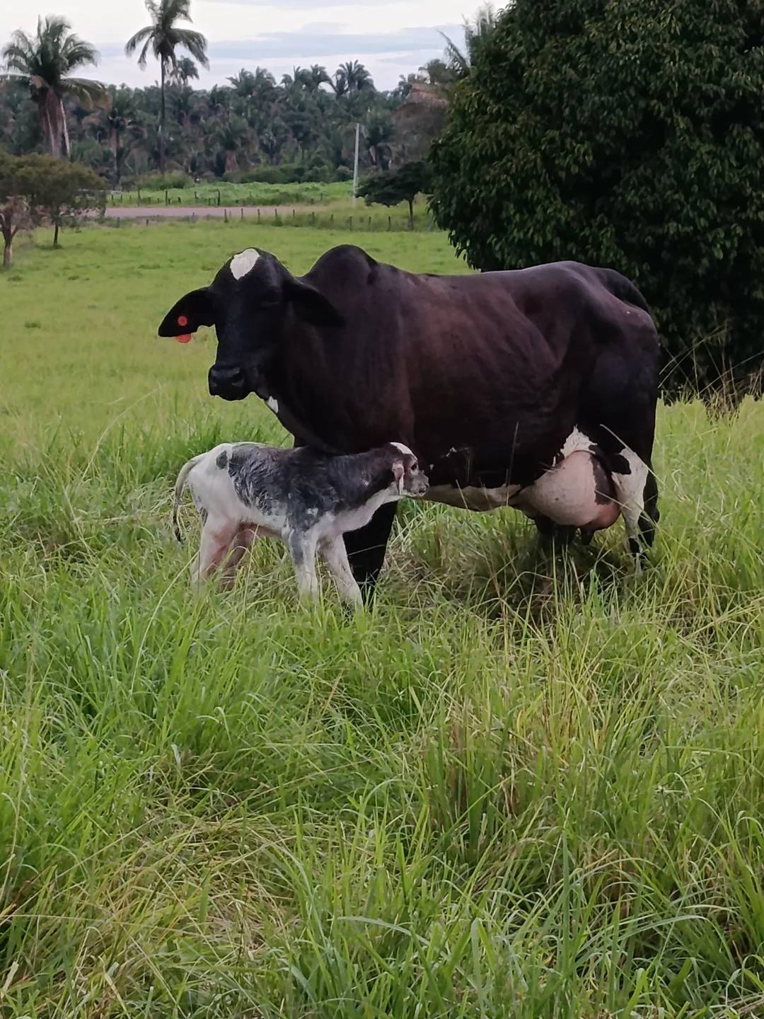 Girolando heifer with calf at Githaka Ranch