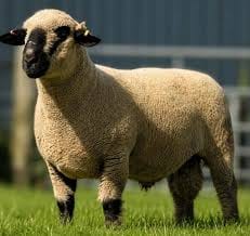 Merino sheep at Githaka Ranch
