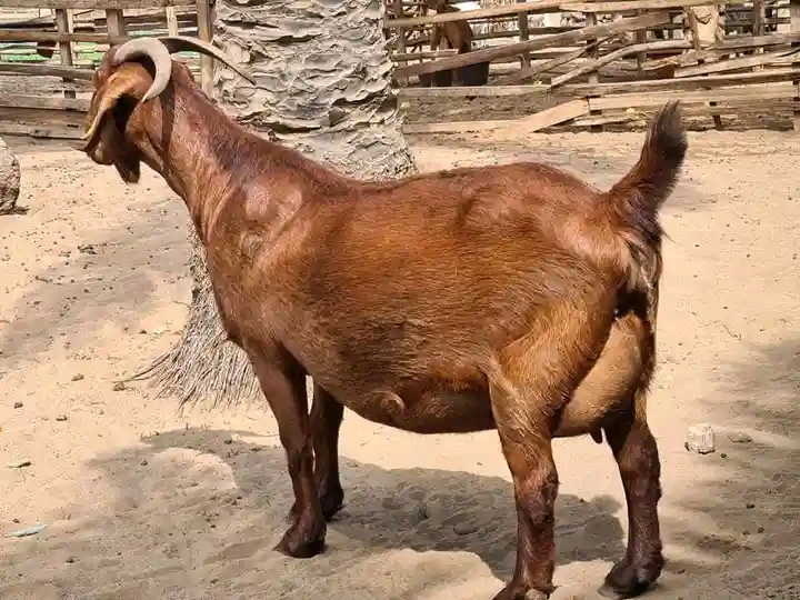 Healthy Red Kalahari goat available for sale at Githaka Ranch