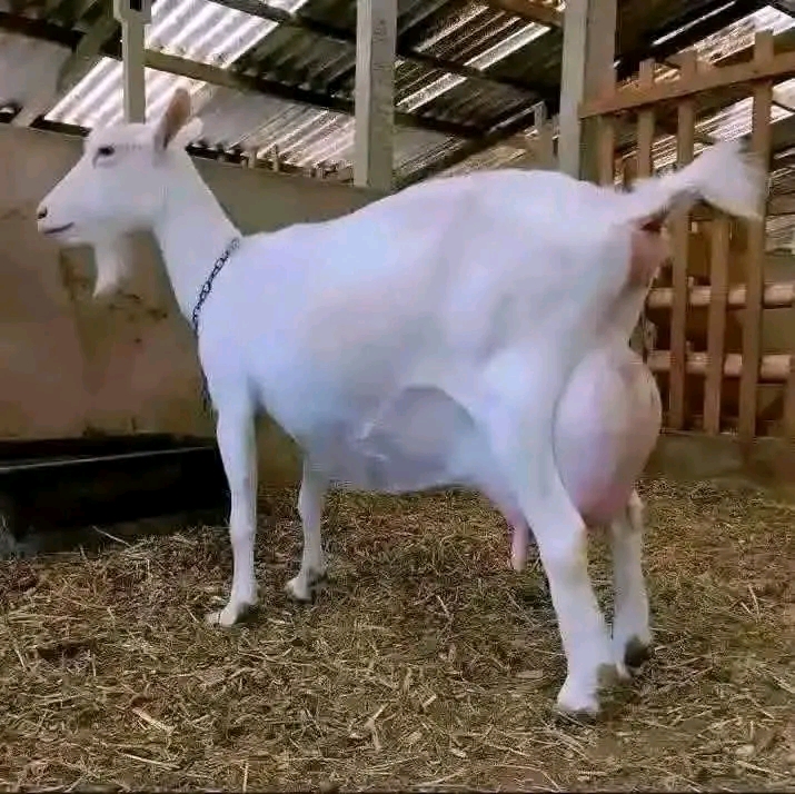 Saanen dairy goat at Githaka Ranch