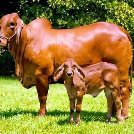 Sahiwal cow with calf grazing at Githaka Ranch