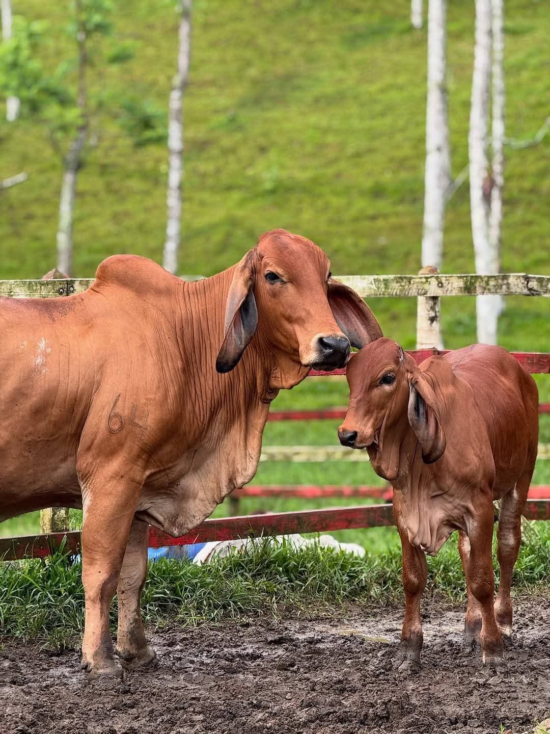 Sahiwal cow and calf at Githaka Ranch