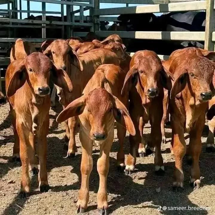 Sahiwal Cattle at Githaka Ranch